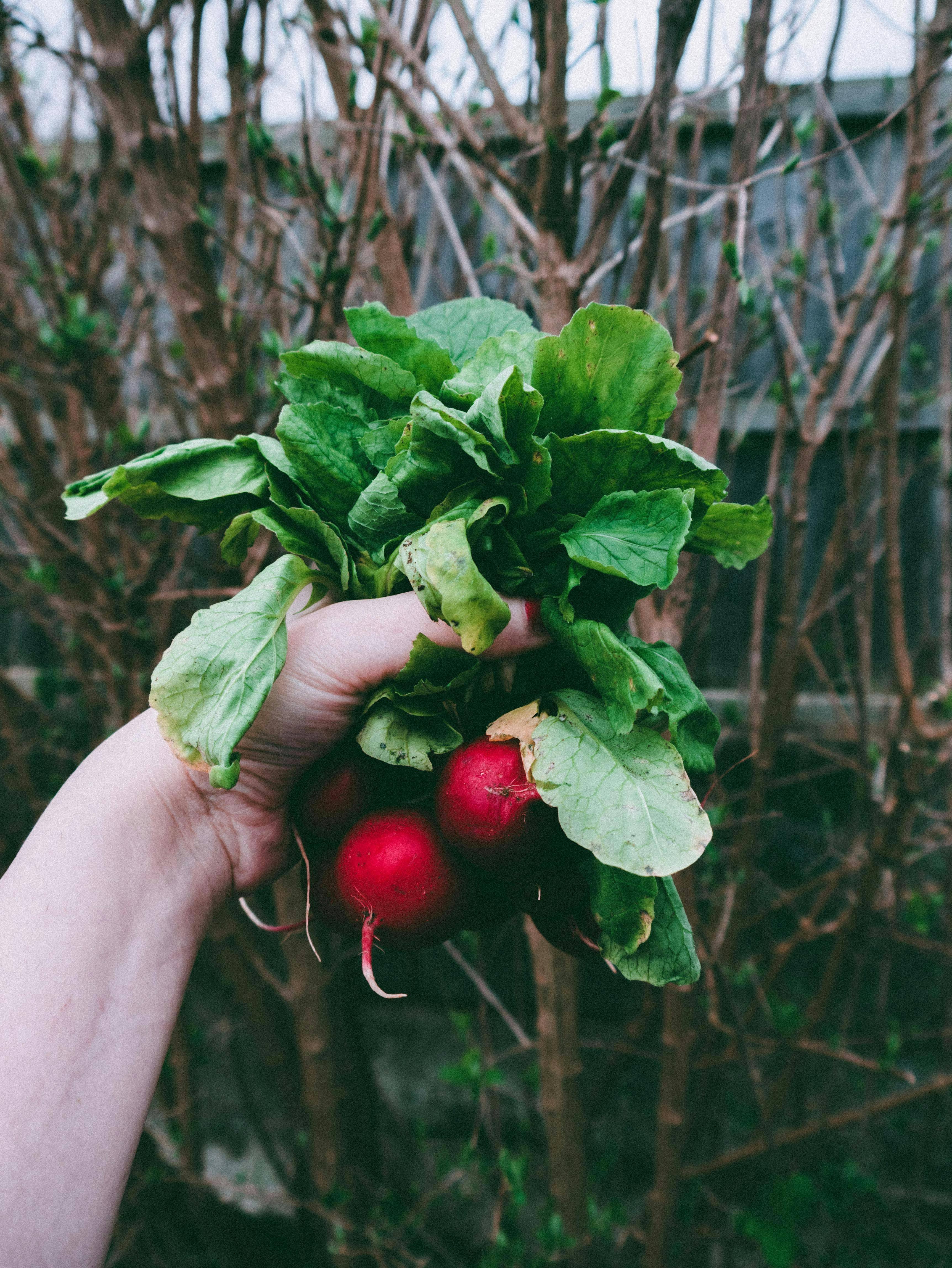 A hand pulls radishes from a vegetable garden
