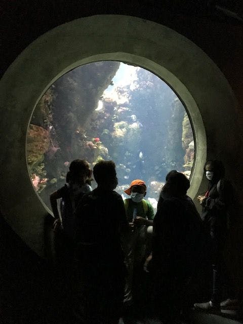 COS children looking into an aquarium on a field trip